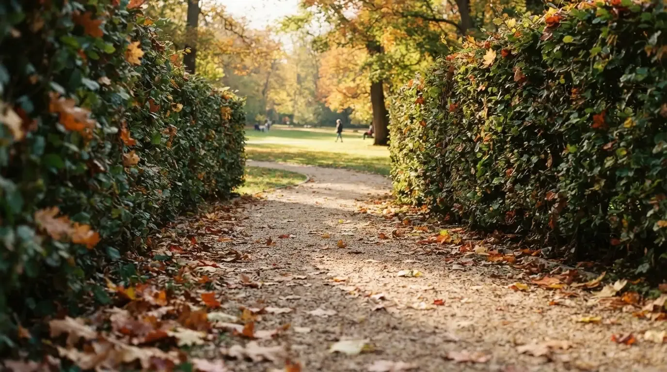 Ein schmaler Kiesweg führt zwischen zwei Hecken durch einen Park, auf dem Weg liegt Herbstlaub.